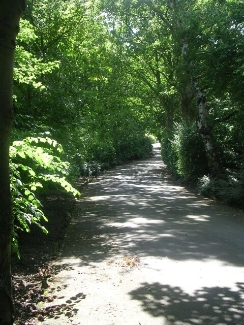 Um caminho estreito na floresta, rodeado por vegetação verde densa.
