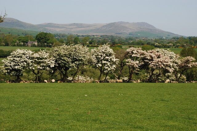 Draen Gwynion Chwilog Hawthorns Many of the hawthorns planted in the tops of the stone walls (cloddiau) have been allowed to grow out and are a mass of white every May.