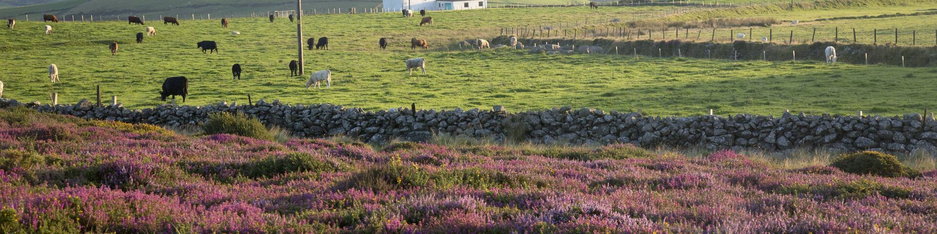 Mountains near Llithfaen; Pwllheli; Llyn Peninsula; Wales; UK; Shutterstock ID 723839311; Purchase Order: SP-1394 HA Batch 3 Part 1; Order Number: ; Client/Licensee: HomeAway; Other: To be paid with H