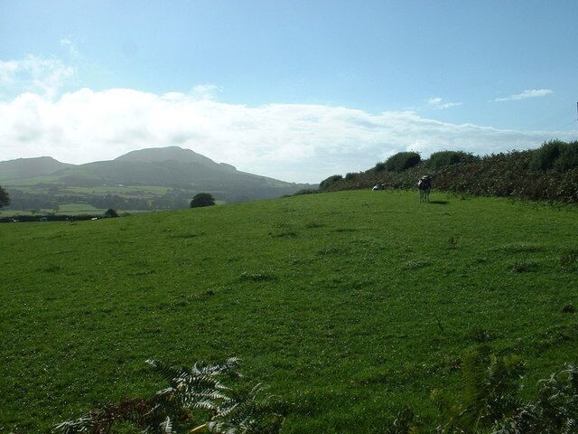 The Boduan Herd. Well, a few of them anyway. Looking south west, towards Carn Fadryn in the distance.