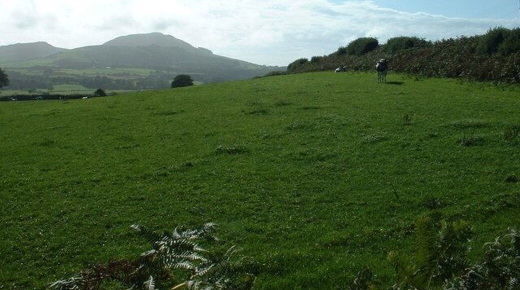 The Boduan Herd. Well, a few of them anyway. Looking south west, towards Carn Fadryn in the distance.