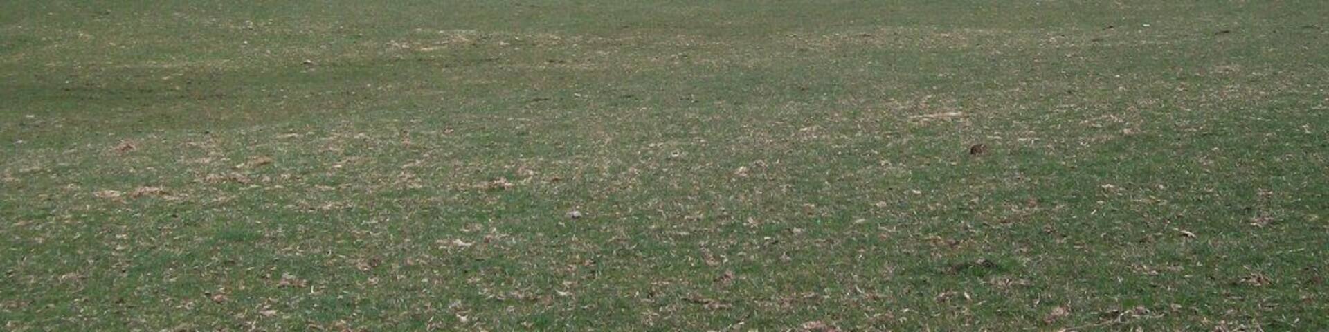 View northeastwards across grazing land with Bryn Caled Farm in the background