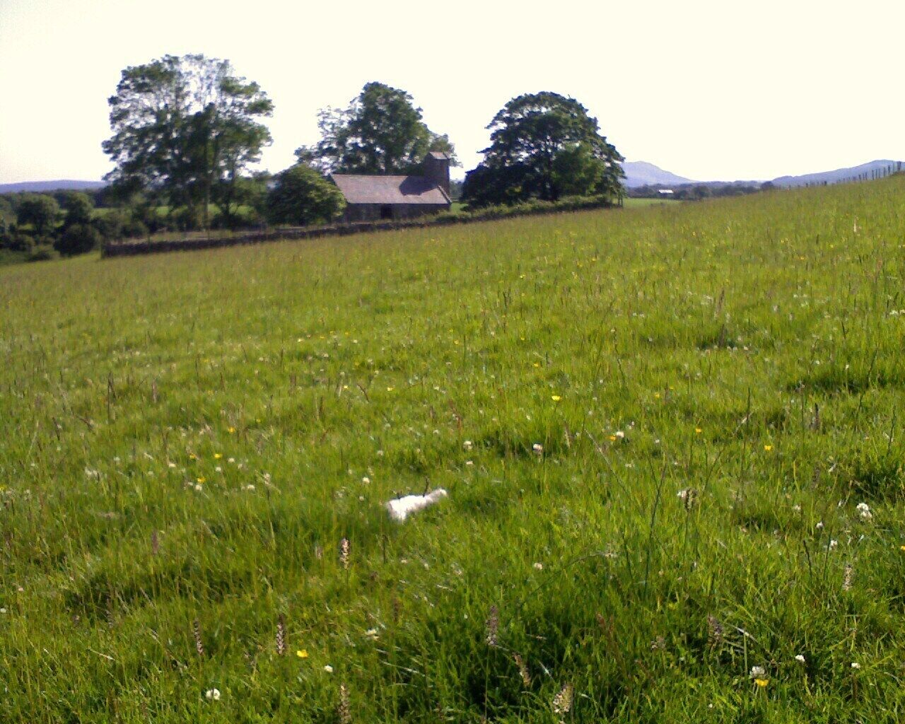 A grassy field with a barn and trees in the background.