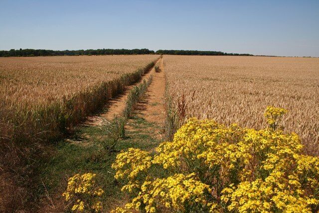 Ermine Street. The line of the Roman Ermine Street heading towards Burghley Park - part of the Hereward Way long distance footpath