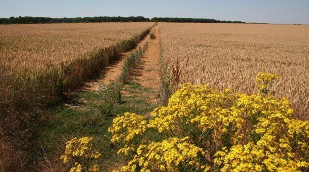Ermine Street. The line of the Roman Ermine Street heading towards Burghley Park - part of the Hereward Way long distance footpath