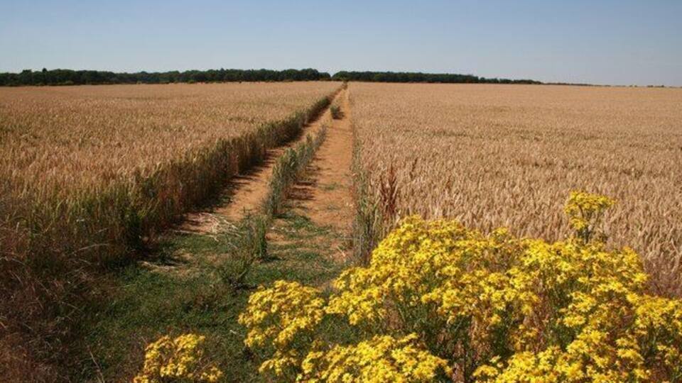 A field with a narrow path and yellow flowers in the foreground.