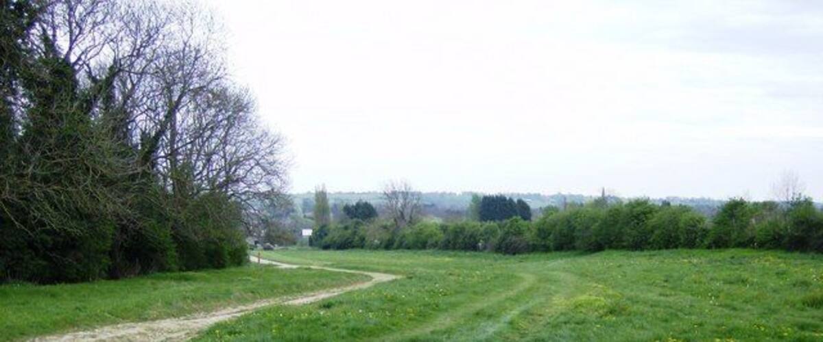 A rural path through a grassy field with trees and bushes on one side.