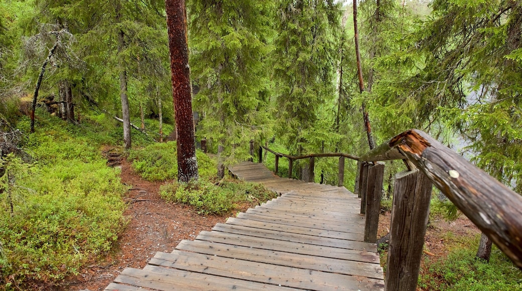 Oulanka som viser skog