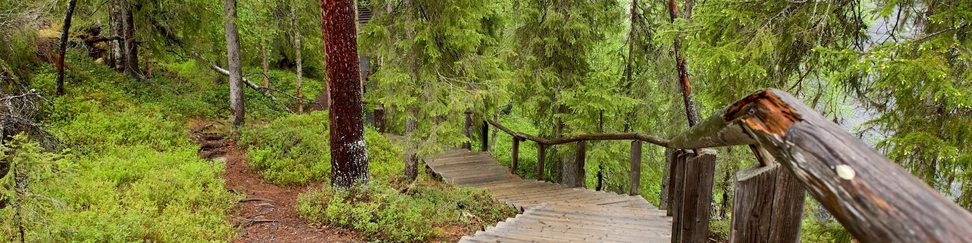 Oulanka mostrando cenas de floresta