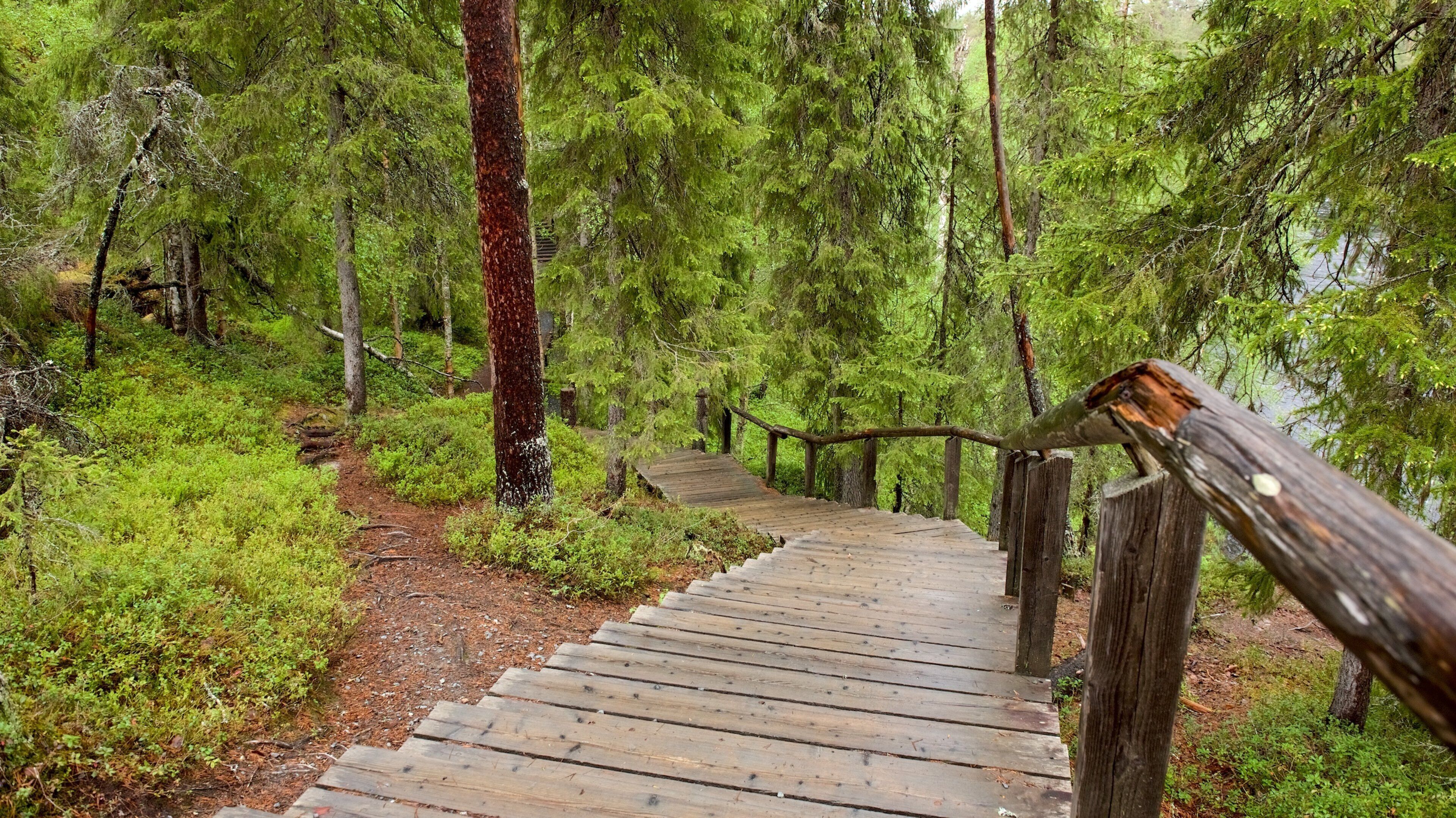 A wooden boardwalk through a dense forest with a wooden railing.