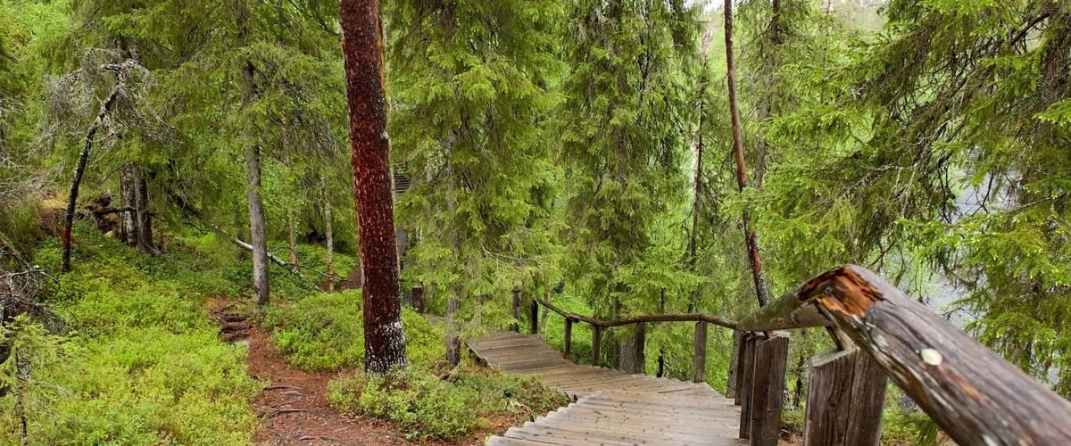 A wooden boardwalk through a dense forest with a wooden railing.