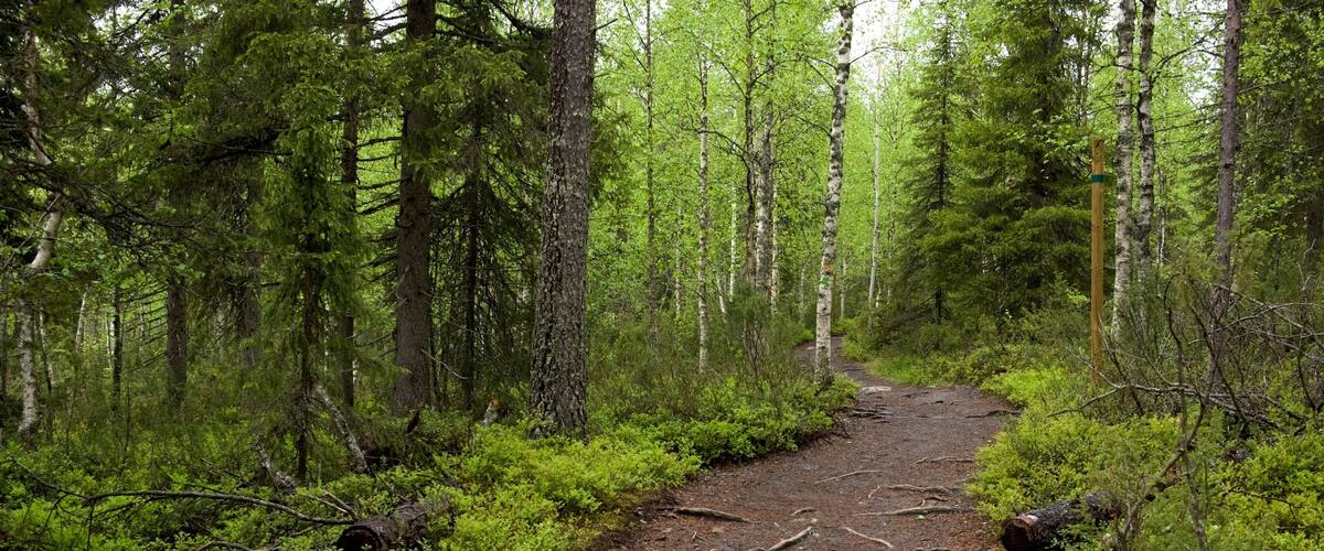 Oulanka featuring forest scenes