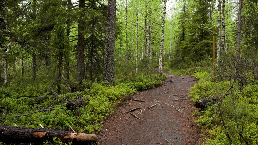 Oulanka featuring forest scenes