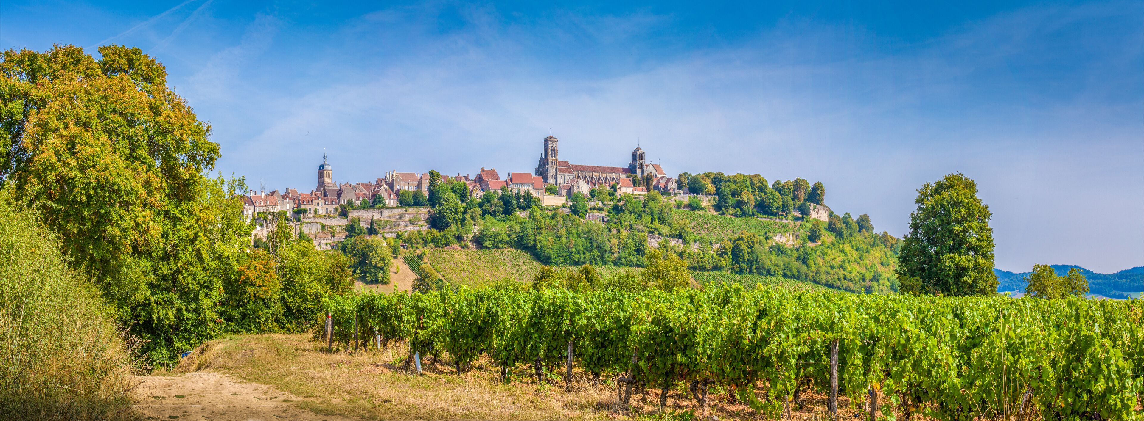 A vineyard in front of a historic town with a prominent church on a hill.