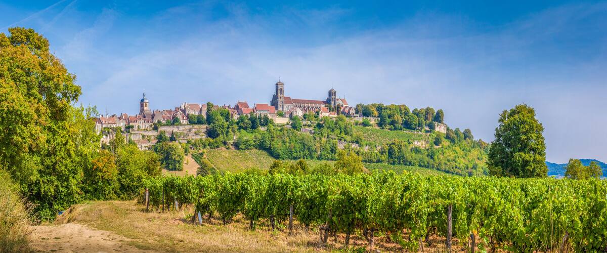 A vineyard in front of a historic town with a prominent church on a hill.