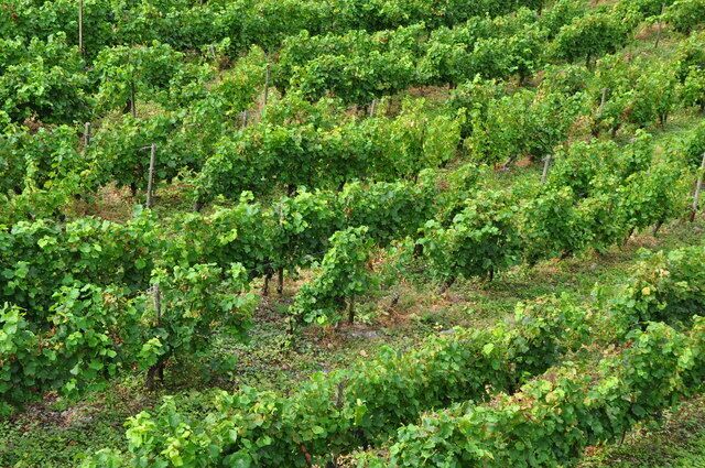 Ein Weinberg mit Rebenreihen.