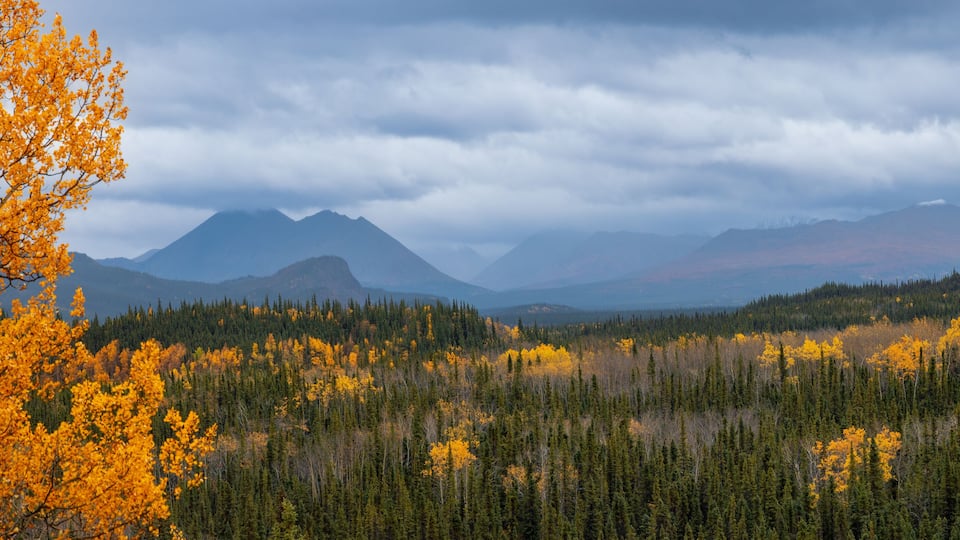 A forest with yellow autumn leaves and mountains in the background.