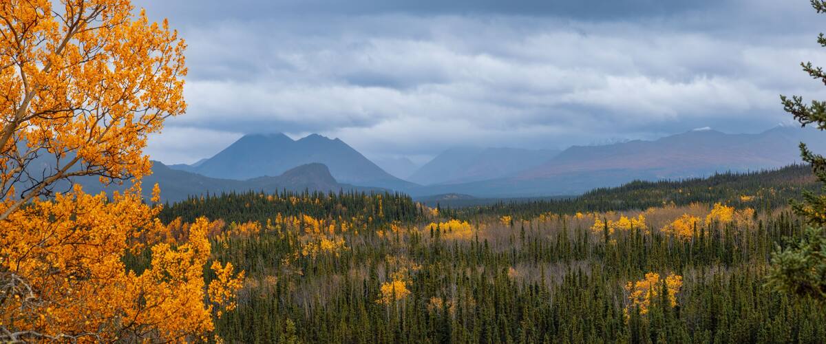 A forest with yellow autumn leaves and mountains in the background.