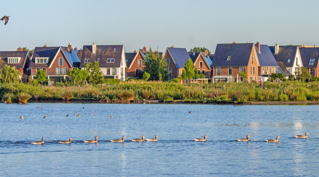 Grey lag geese (Anser anser) swim along the reed covered shores of a modern residential area in Oegstgeest, the Netherlands.