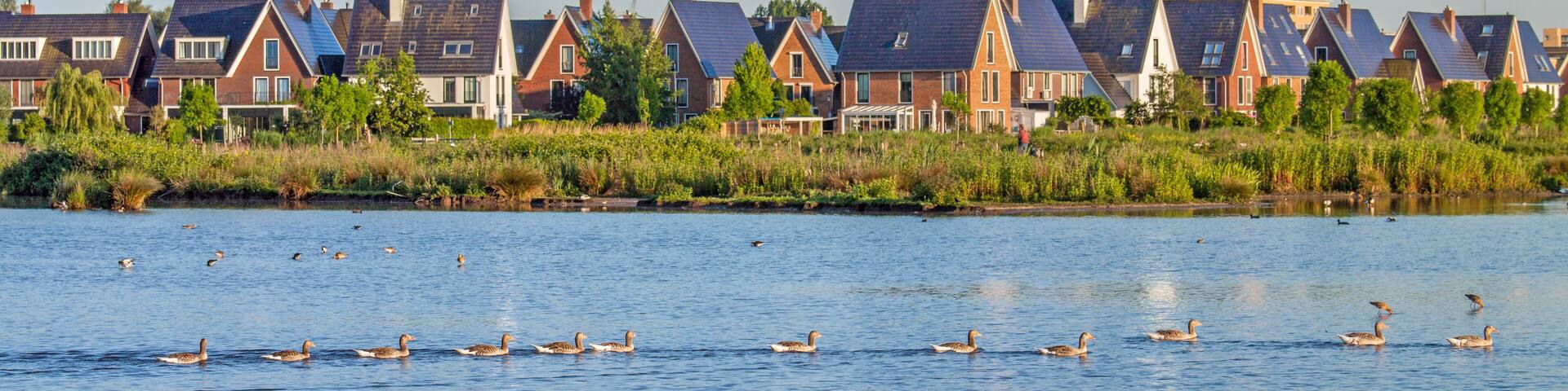 Grey lag geese (Anser anser) swim along the reed covered shores of a modern residential area in Oegstgeest, the Netherlands.