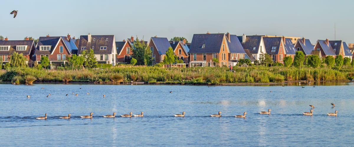 A row of houses by a calm river with ducks swimming.