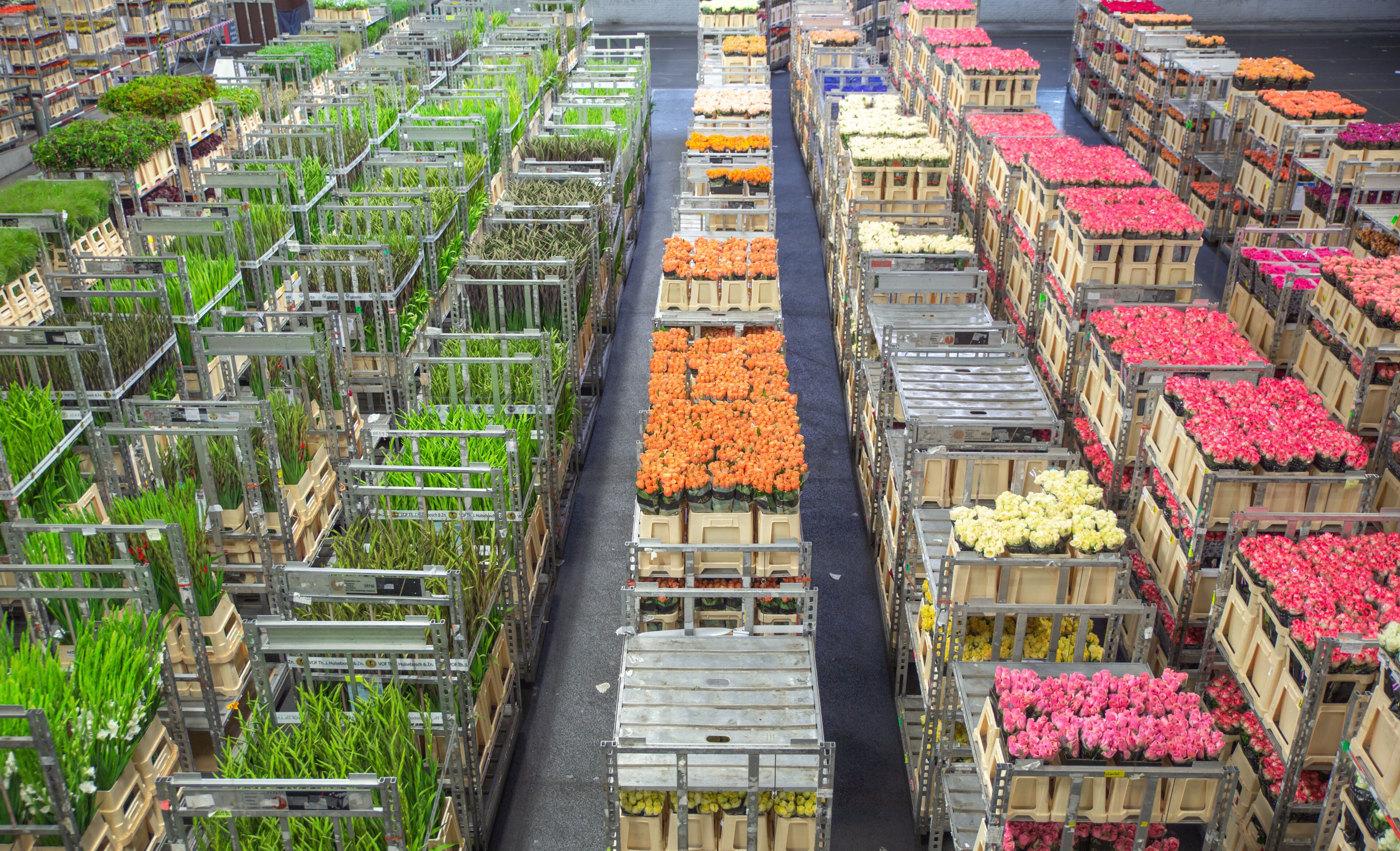 rows of fresh cut flowers stack on shelfs in Aalsmeer Royal flora Holland, Amsterdam, Netherlands