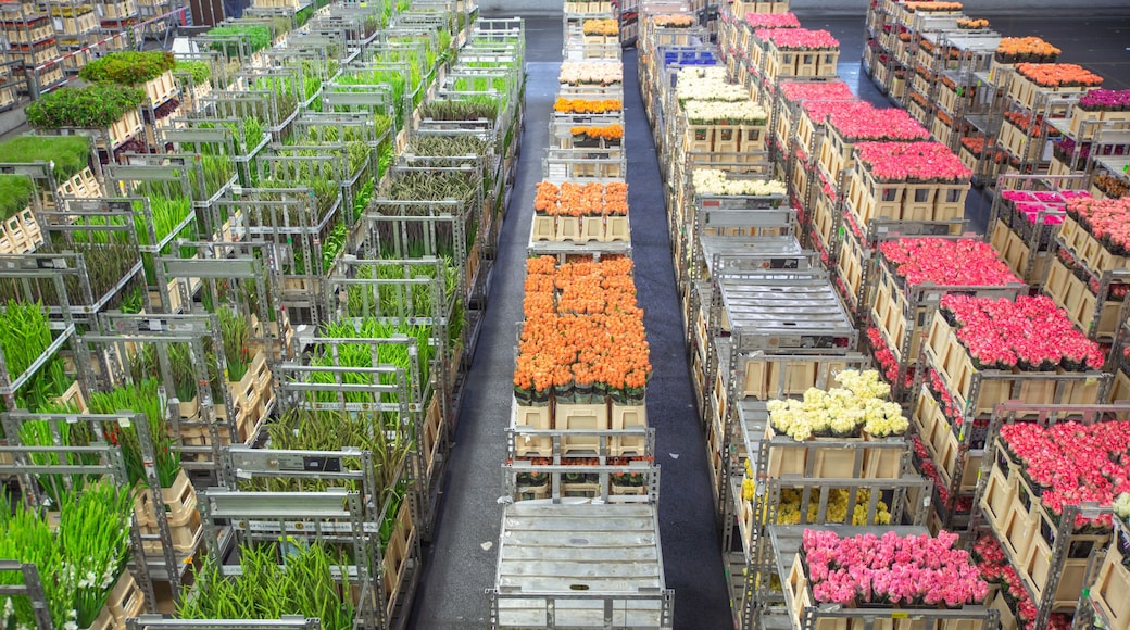 rows of fresh cut flowers stack on shelfs in Aalsmeer Royal flora Holland, Amsterdam, Netherlands