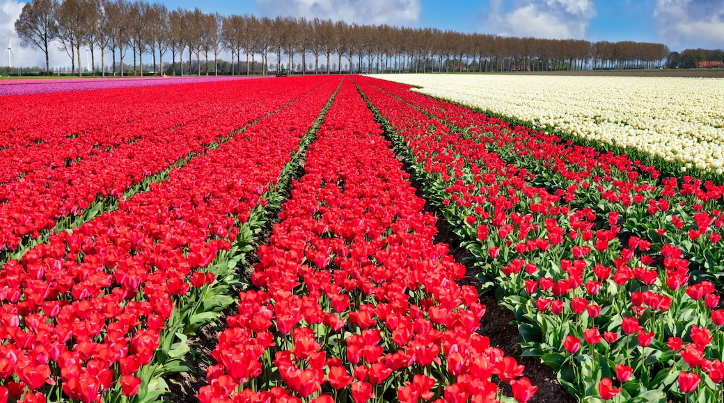Tulpenblüte in Holland