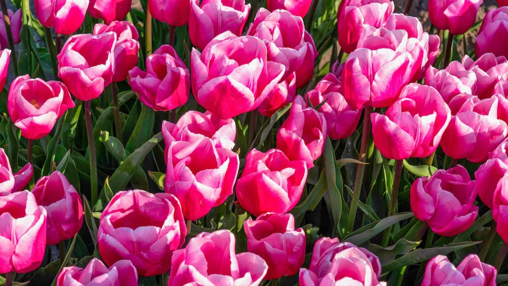 Tulpen