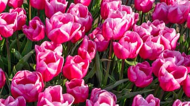 Un denso grupo de tulipanes rosados en plena floración.