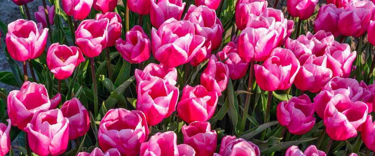 A dense cluster of pink tulips in full bloom.