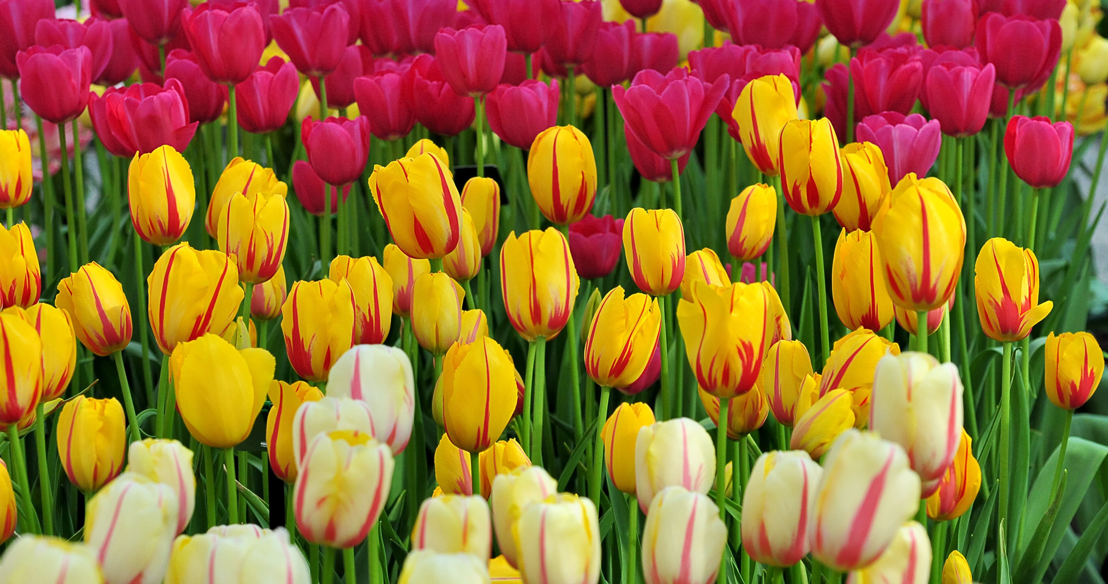 Tulipes jaunes et rouges dans un champ