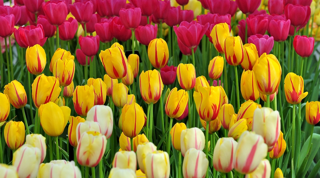 Tulipes jaunes et rouges dans un champ