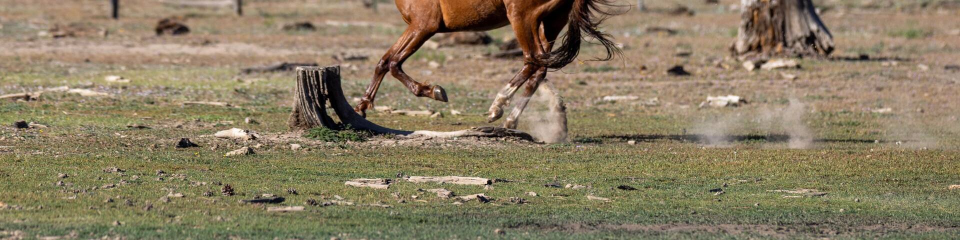 Chestnut piebald wild horse stallion running in the White Mountains near Heber Arizona United States