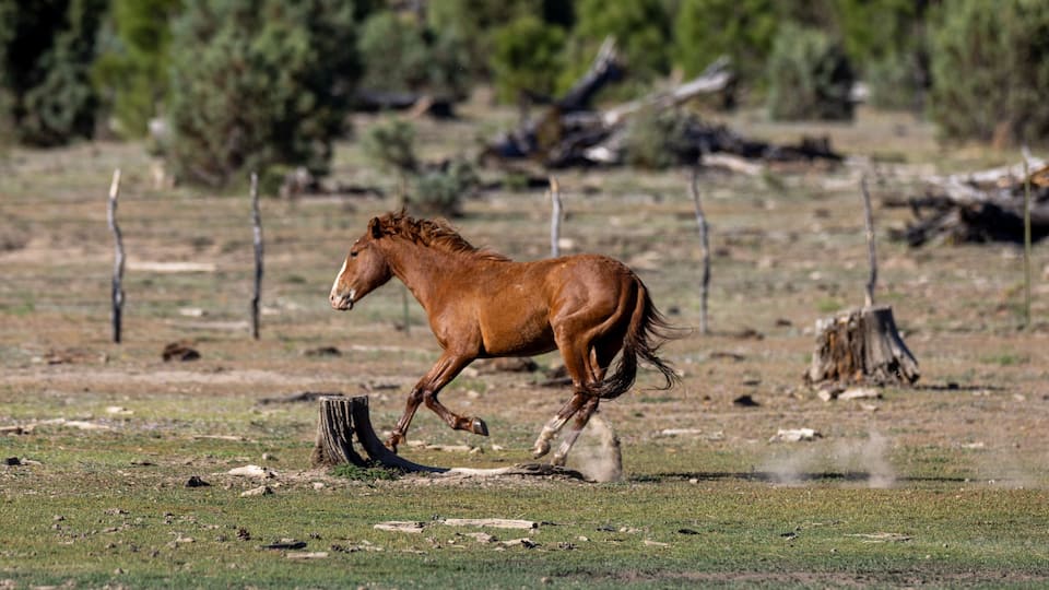 A brown horse running in a grassy field with trees and a fence in the background.