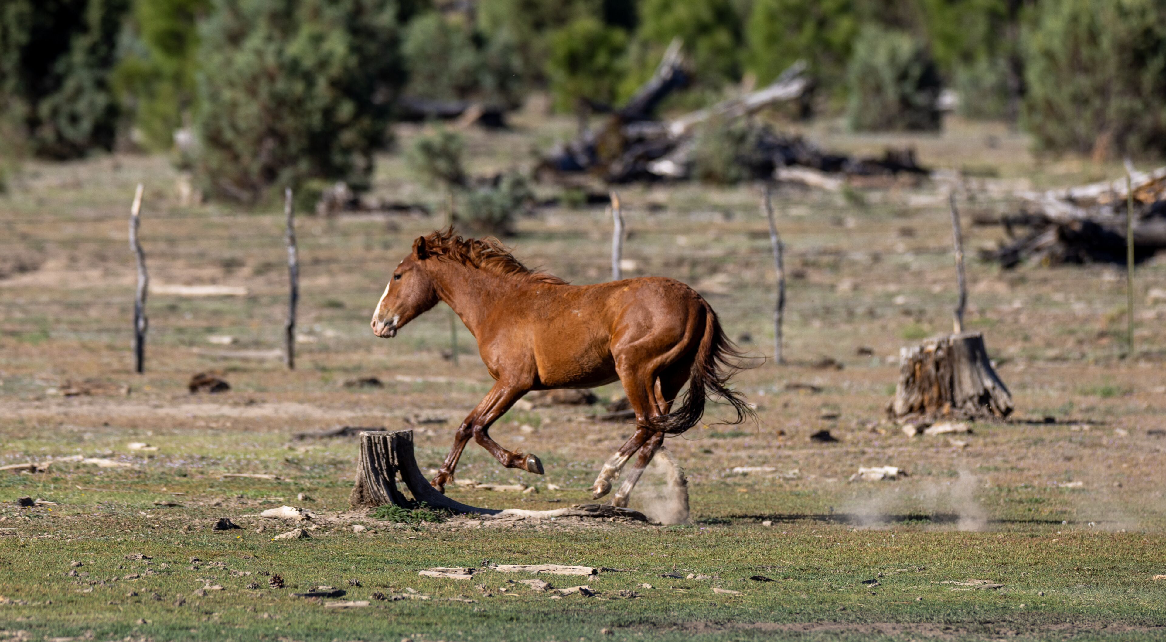 A brown horse running in a grassy field with trees and a fence in the background.