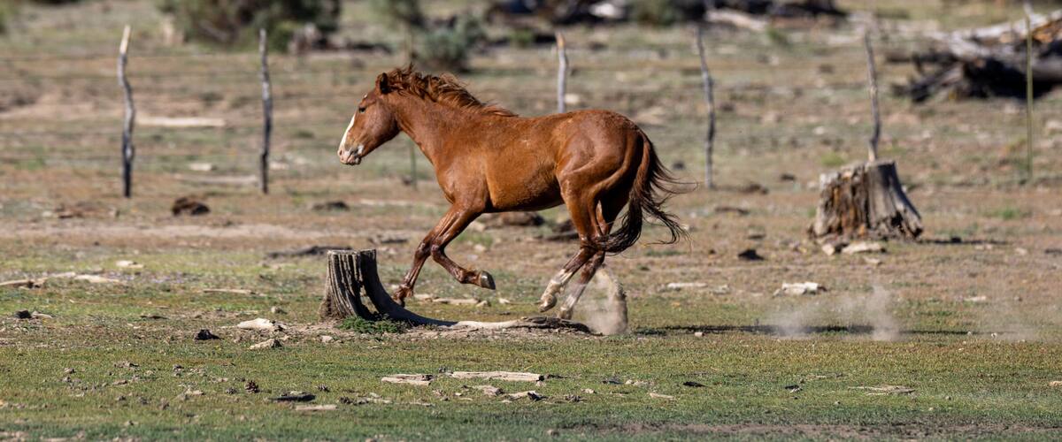 A brown horse running in a grassy field with trees and a fence in the background.