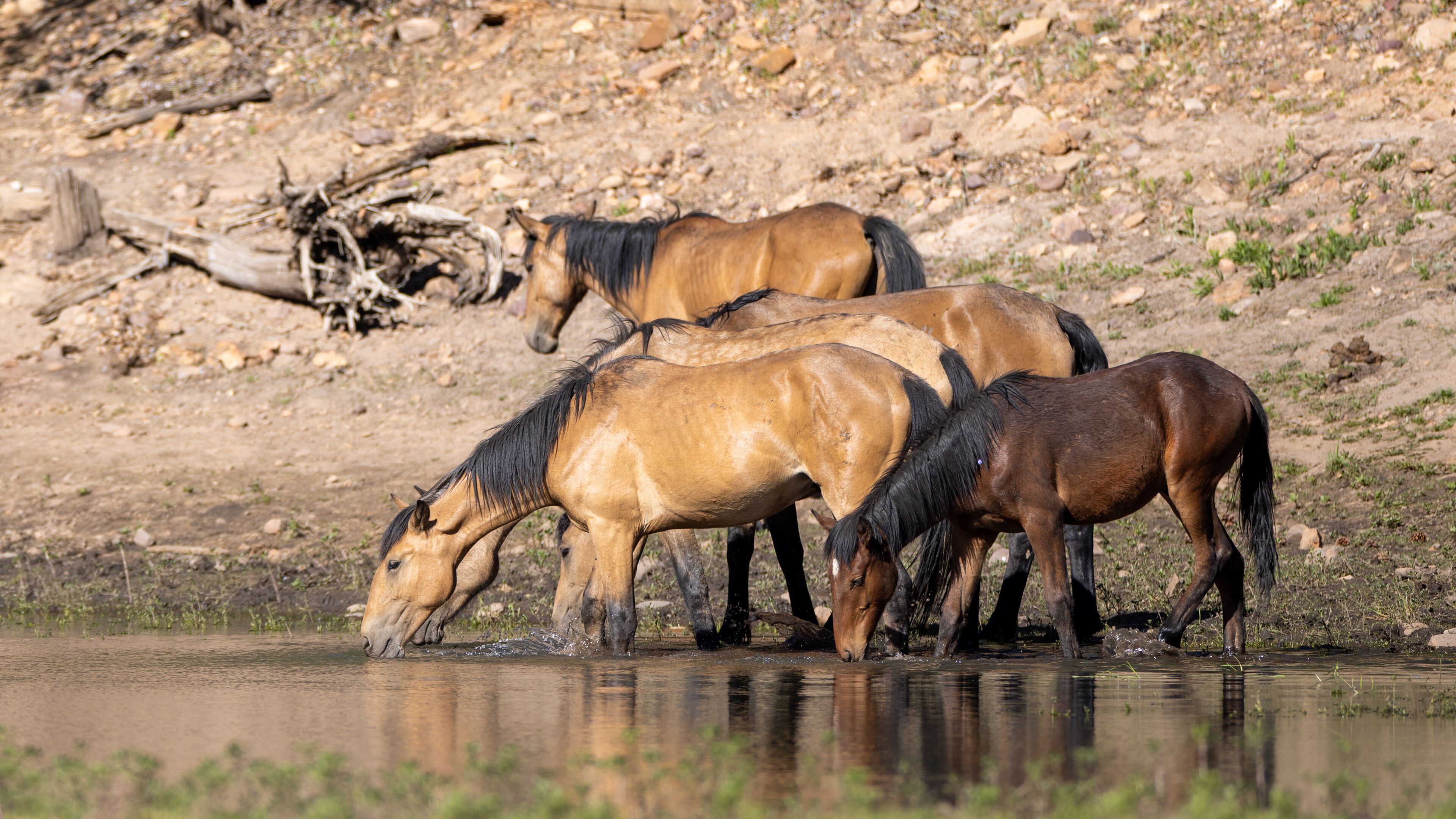 A group of horses drinking water at a riverbank.