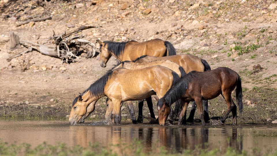 A group of horses drinking water at a riverbank.