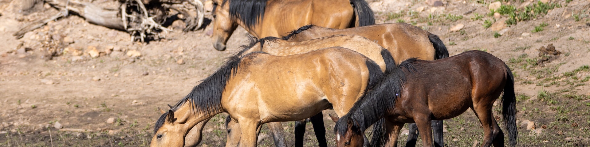 Um grupo de cavalos bebendo água na margem de um rio.