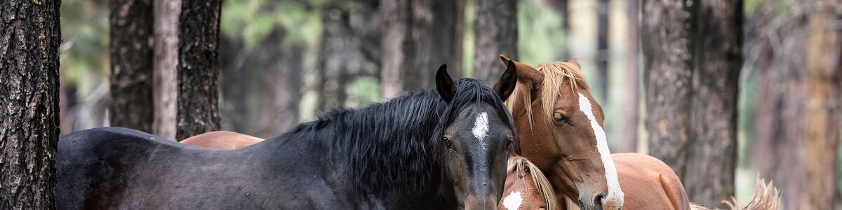 Wild Horses Heber Arizona September 2022