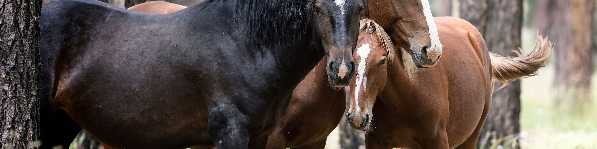 Wild Horses Heber Arizona September 2022