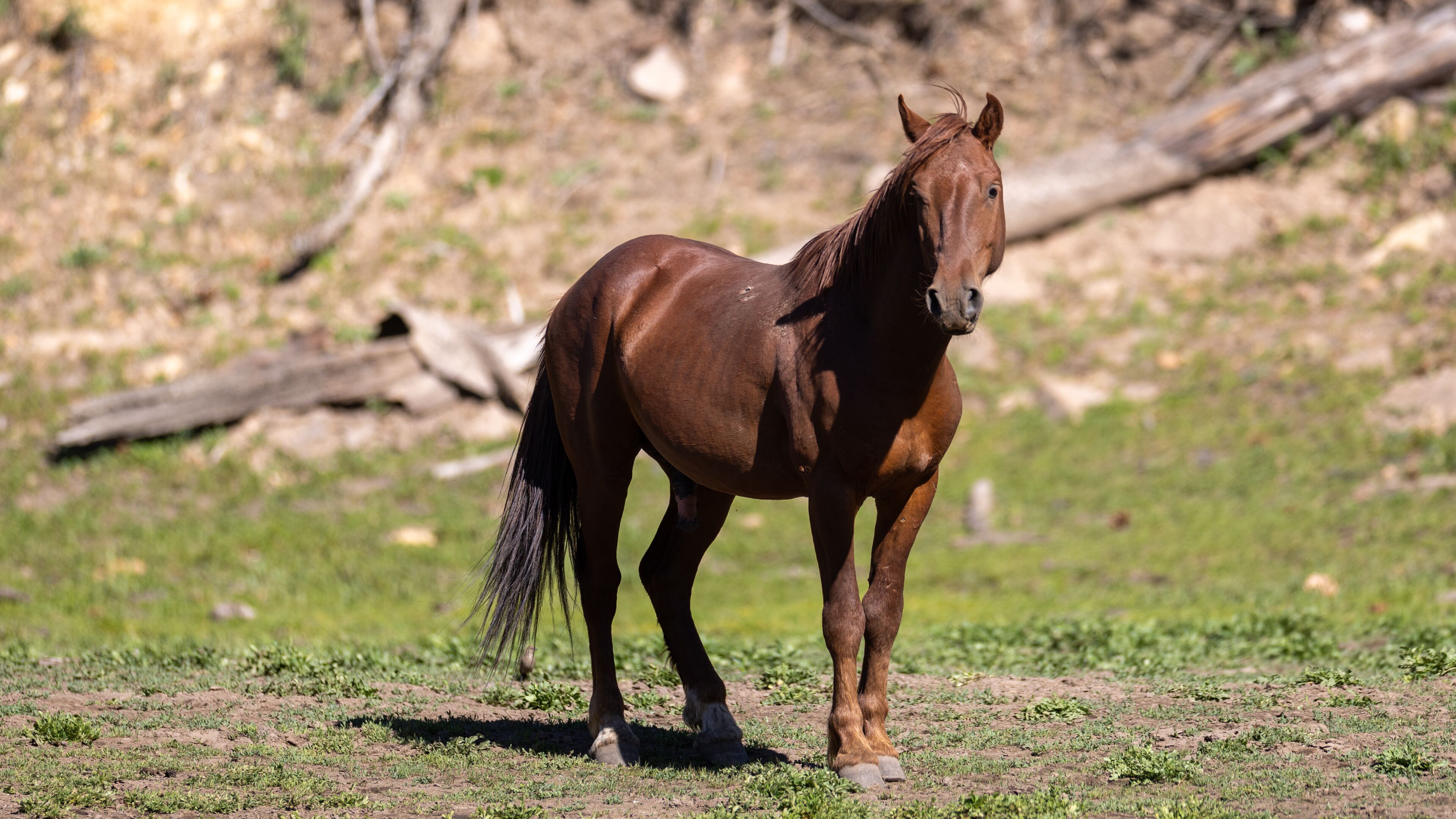 Bright Red Chestnut wild horse stallion near Black Canyon Lake in the Apache Sitgreaves National Forest near Heber Arizona United States