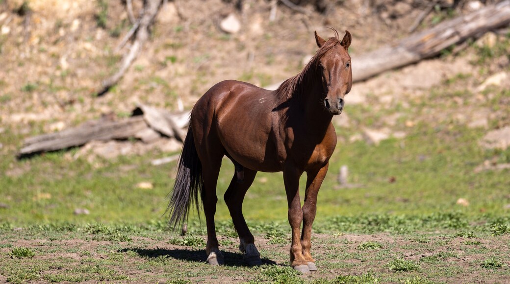Bright Red Chestnut wild horse stallion near Black Canyon Lake in the Apache Sitgreaves National Forest near Heber Arizona United States