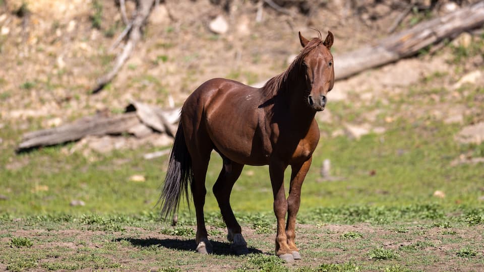 A brown horse standing in a grassy field with a dry, wooded background.