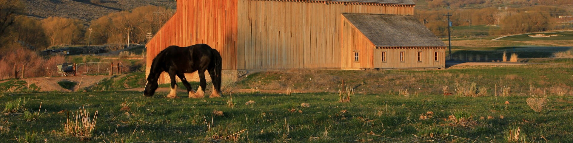 A large horse by a scenic barn in rural Utah, USA.