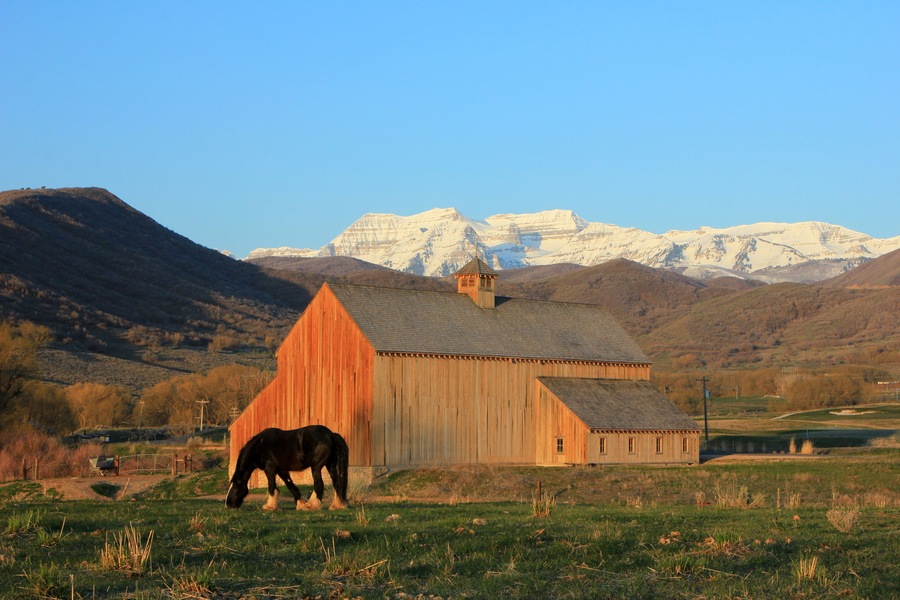 A large horse by a scenic barn in rural Utah, USA.