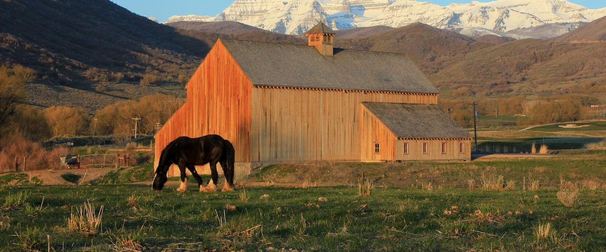 A large horse by a scenic barn in rural Utah, USA.