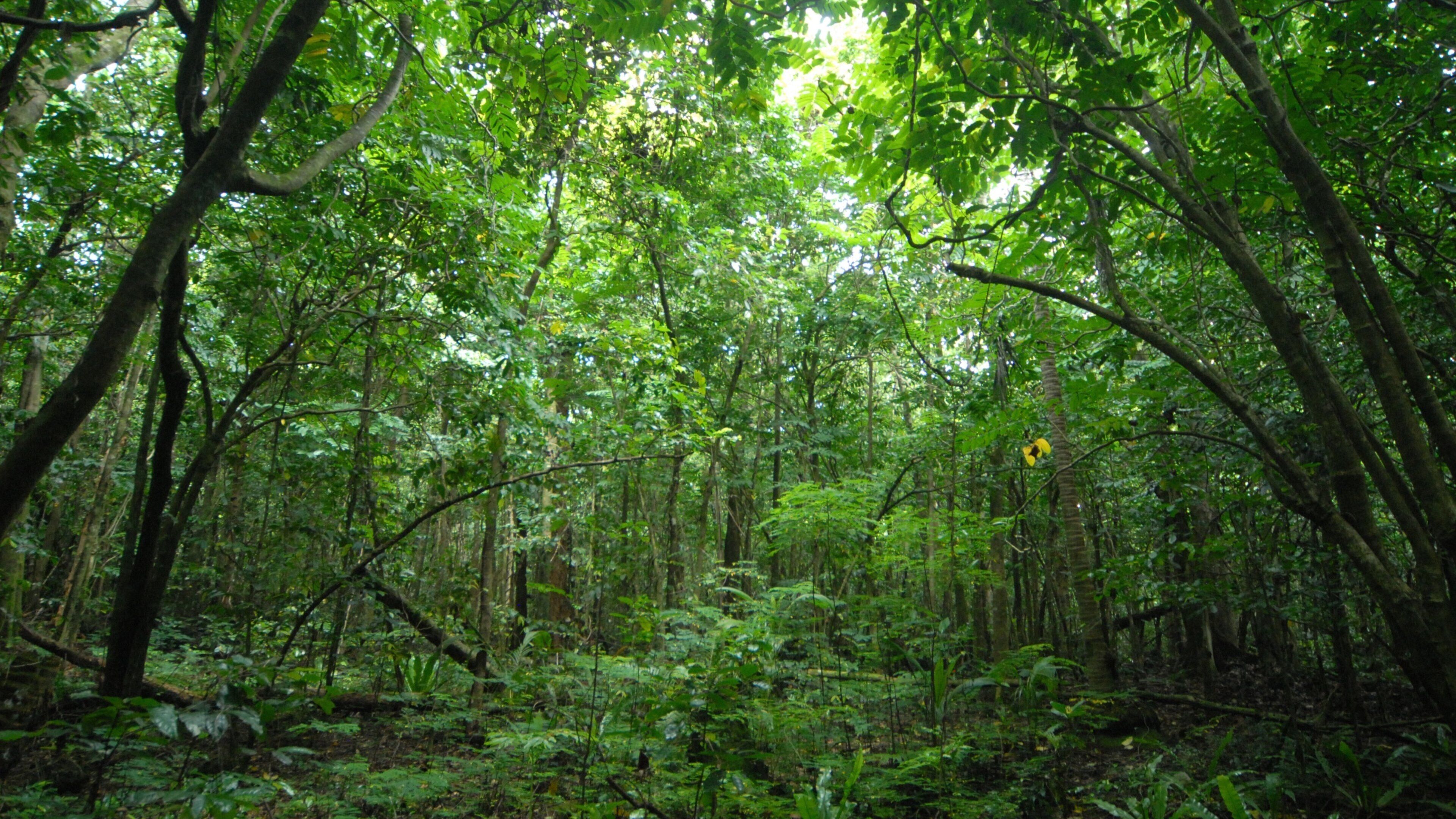 Niue som omfatter regnskov