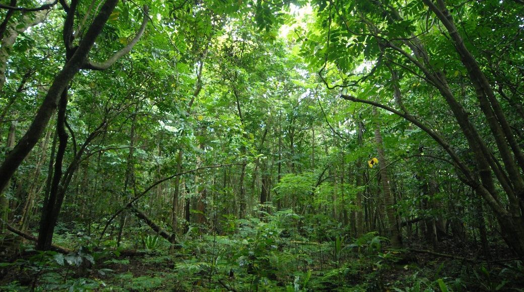 Niue som omfatter regnskov